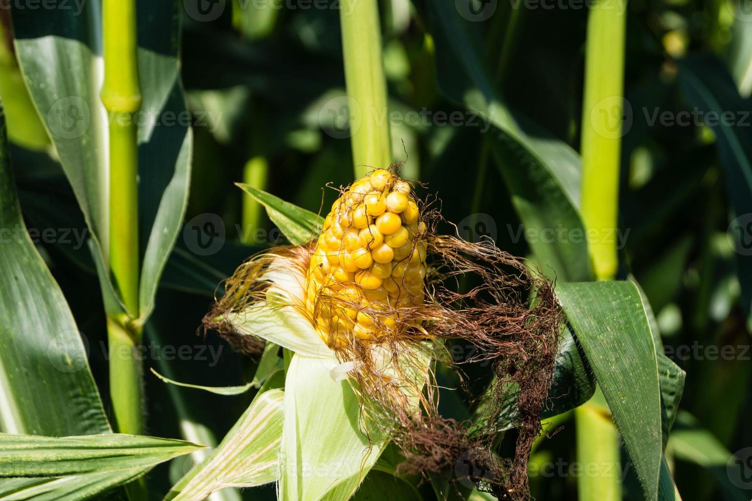 The corn disease photo