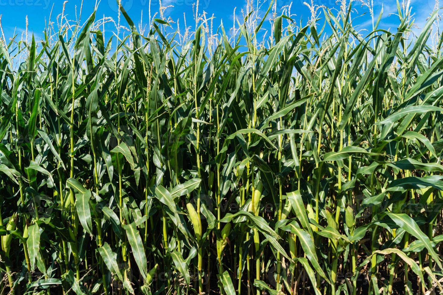 The corn disease photo