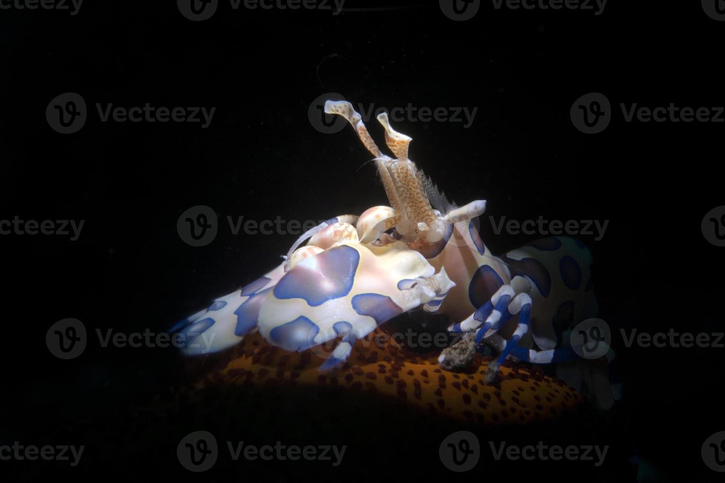 Harlequin Shrimp on a starfish. photo