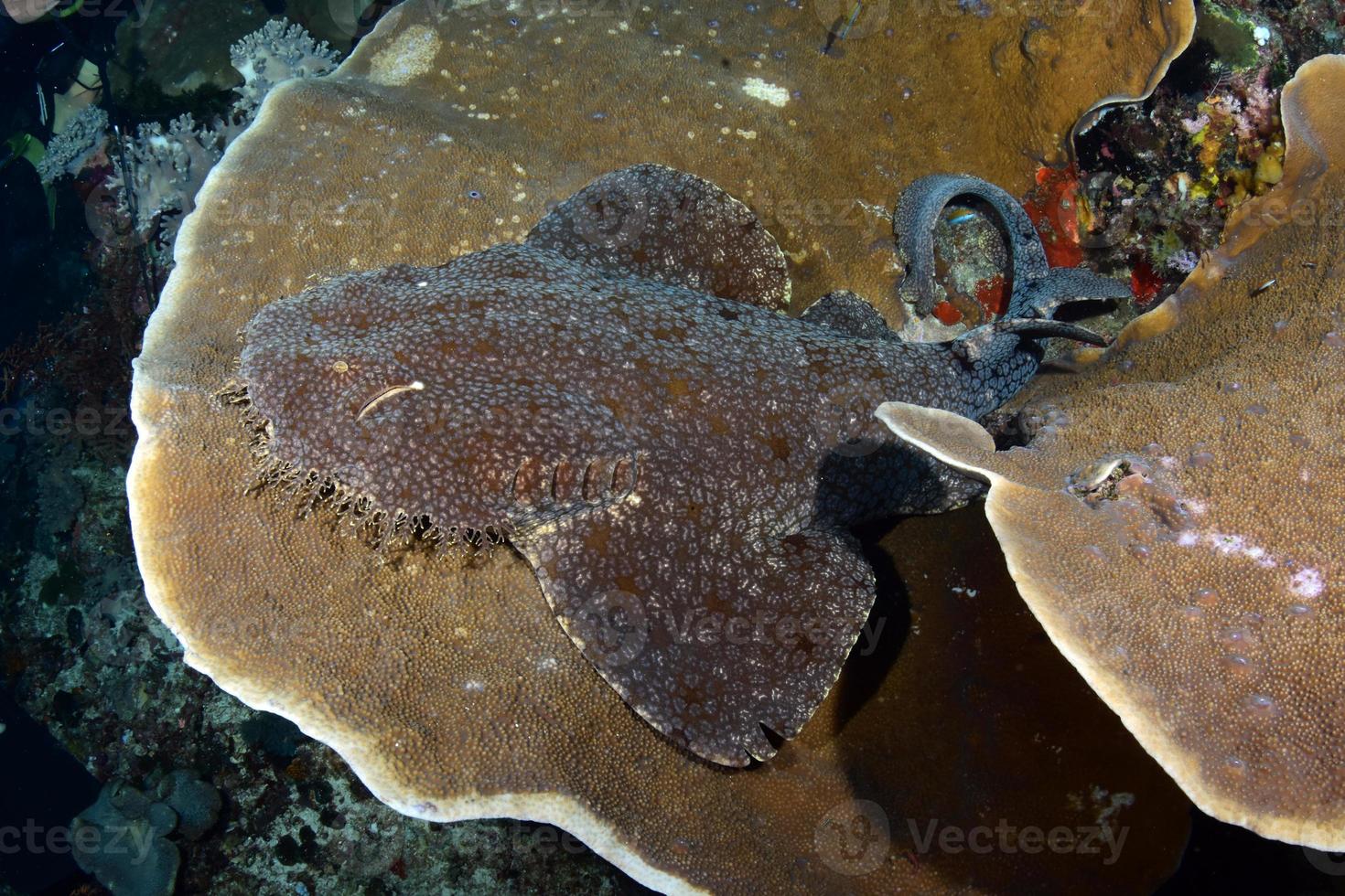 A carpet shark is resting on a hard coral. photo
