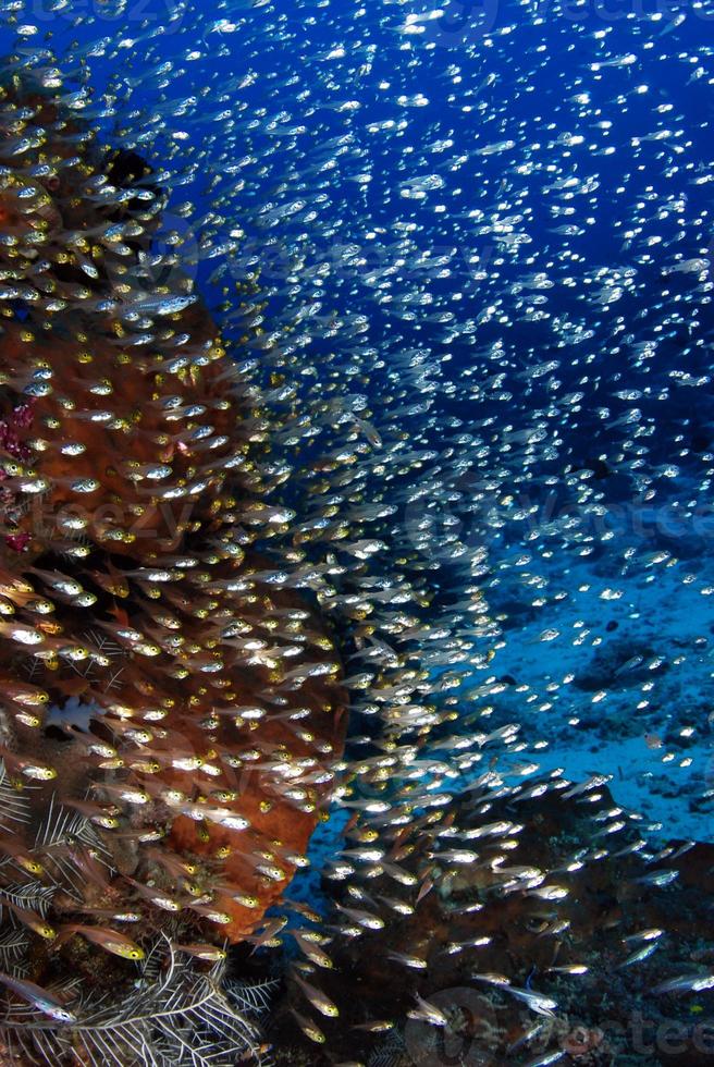 banco de peces diminutos junto a los arrecifes de coral. foto