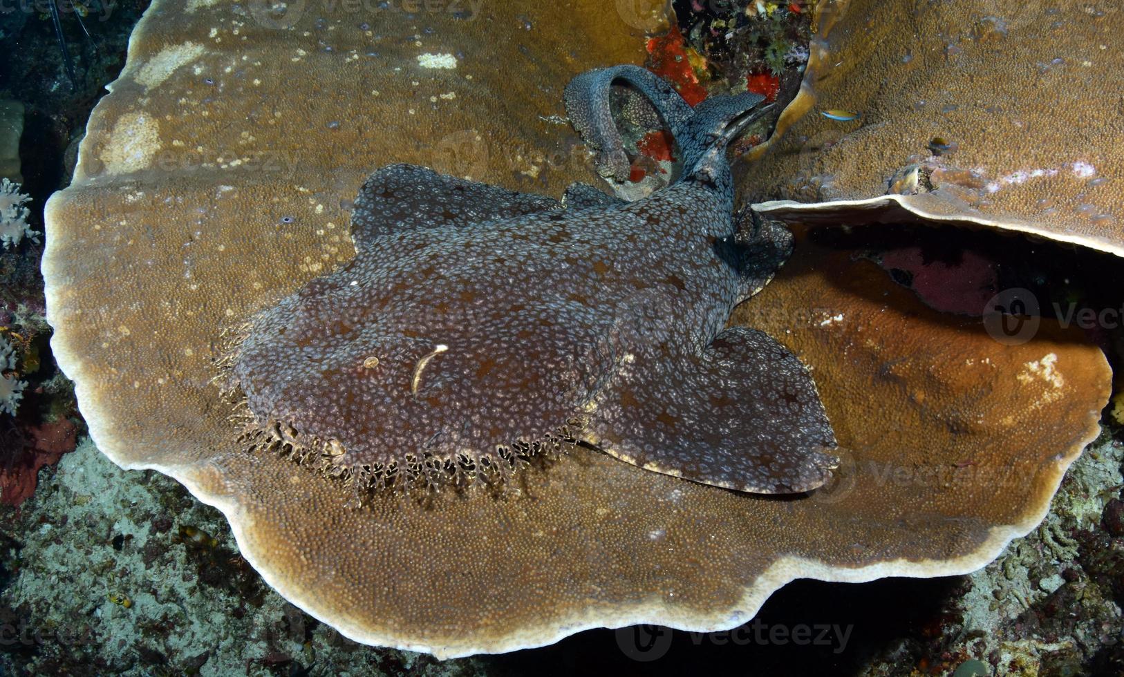 un tiburón alfombra descansa sobre un coral duro. foto