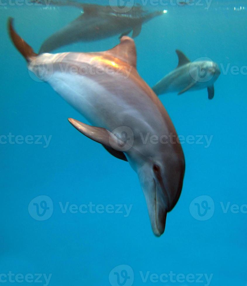 un grupo de delfines en el mar rojo. foto