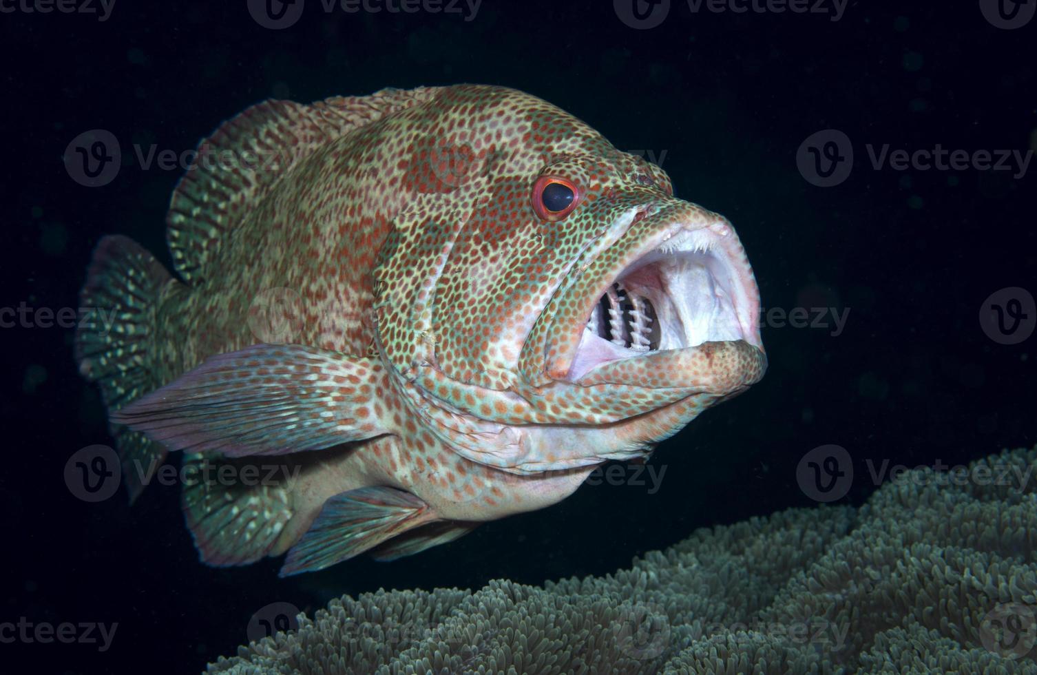 Coral Grouper doing cleaning. photo