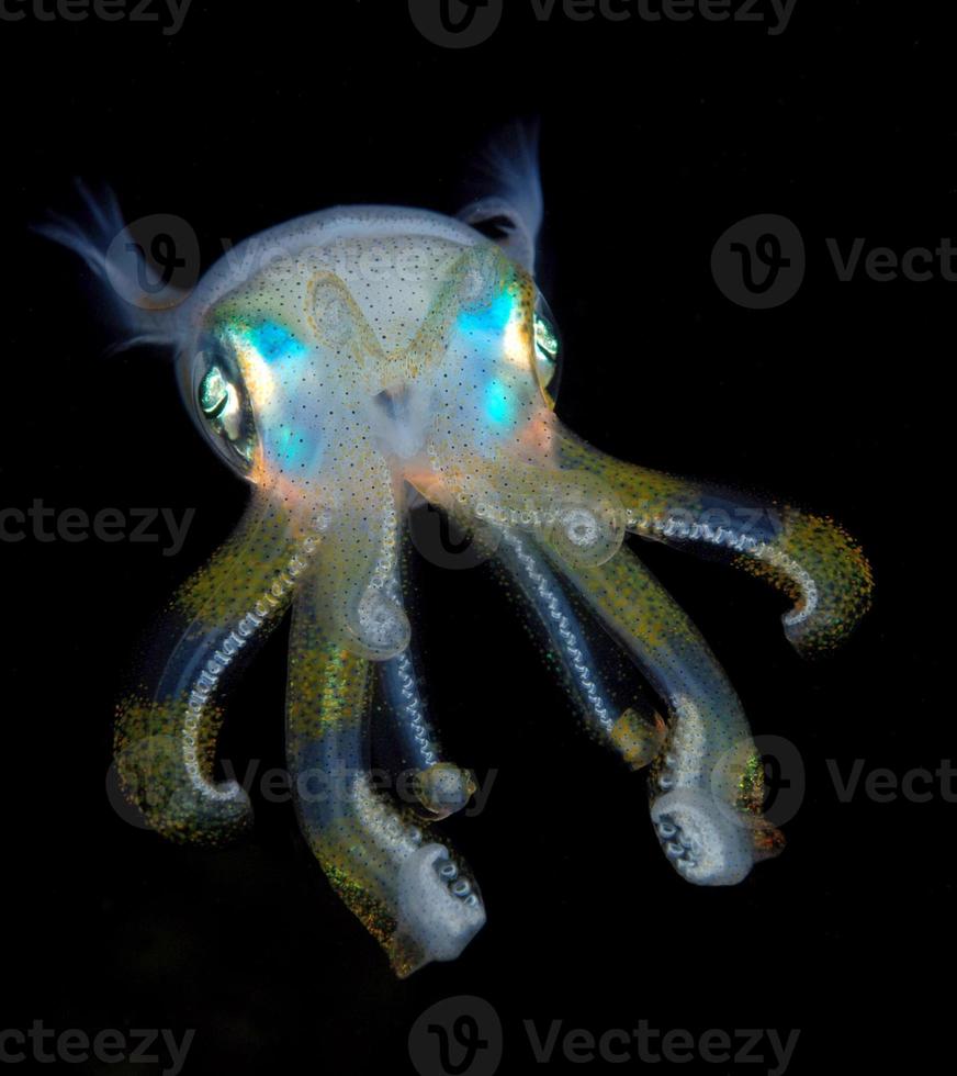 Reef Squid is hunting in the night. 3247249 Stock Photo at Vecteezy