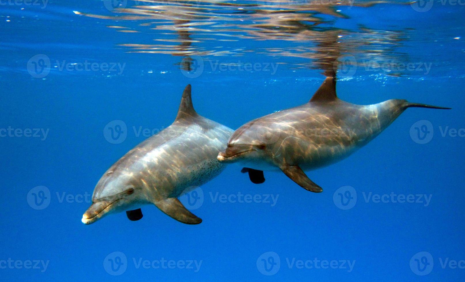 A group of dolphins in the Red Sea. photo