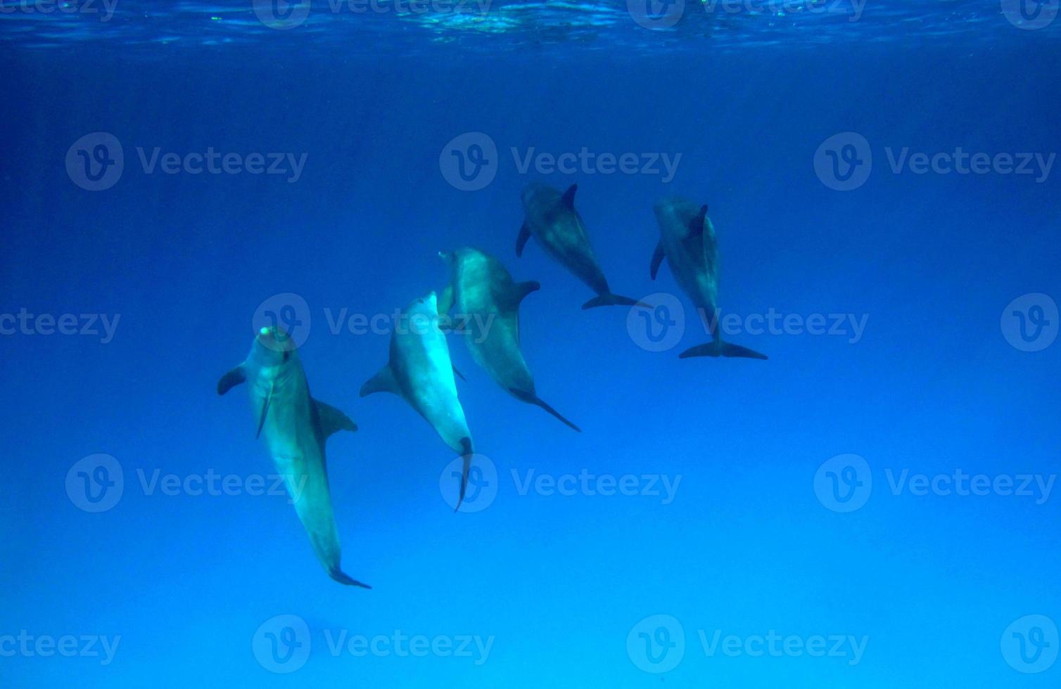 un grupo de delfines en el mar rojo. foto
