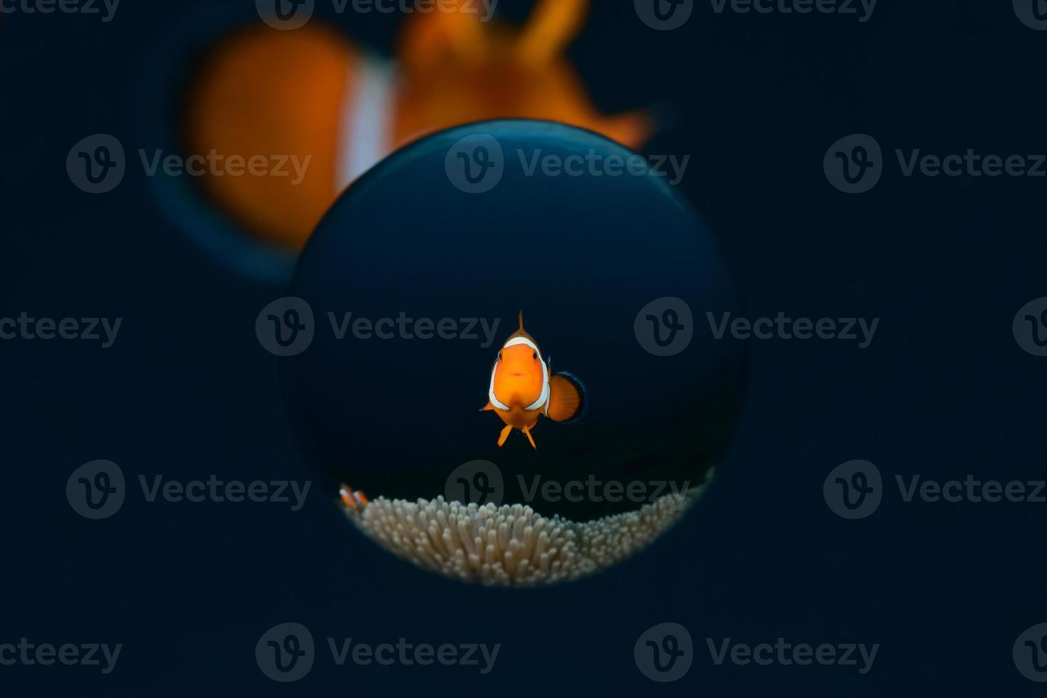 Clownfish in an anemone. photo