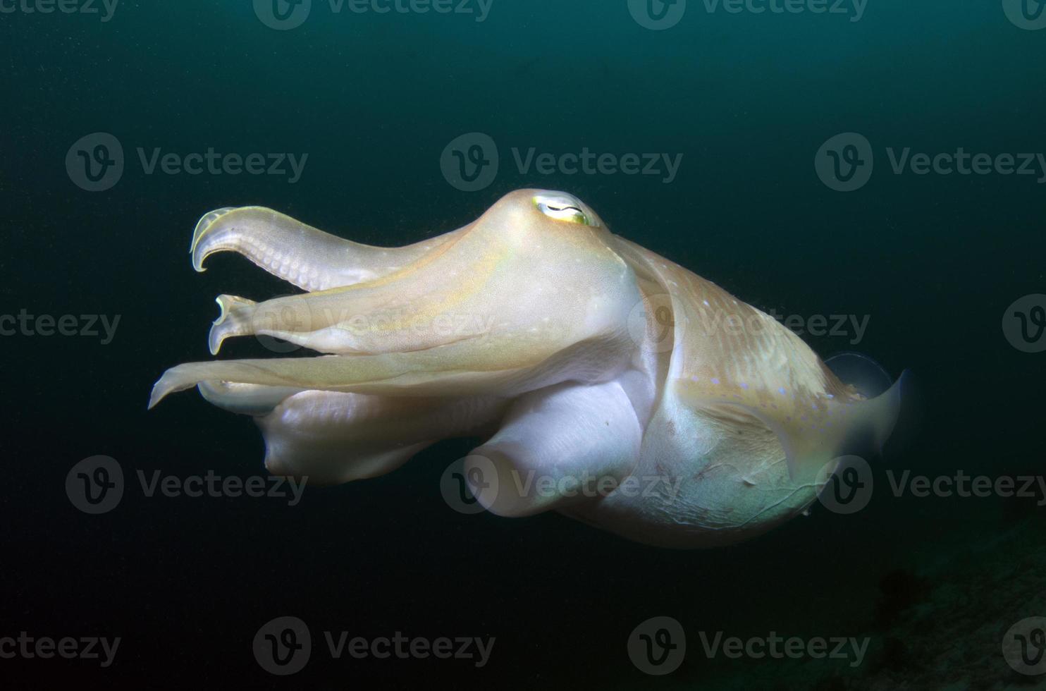 Broadclub Cuttlefish. Underwater world of Komodo. photo