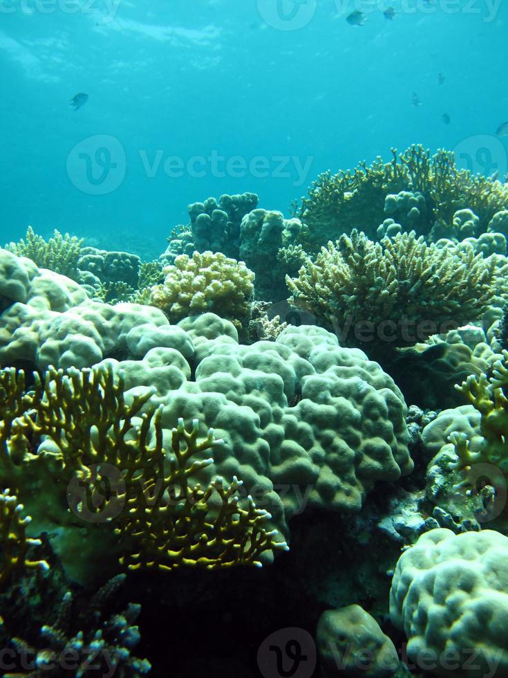 Amazing underwater world of the Red Sea photo