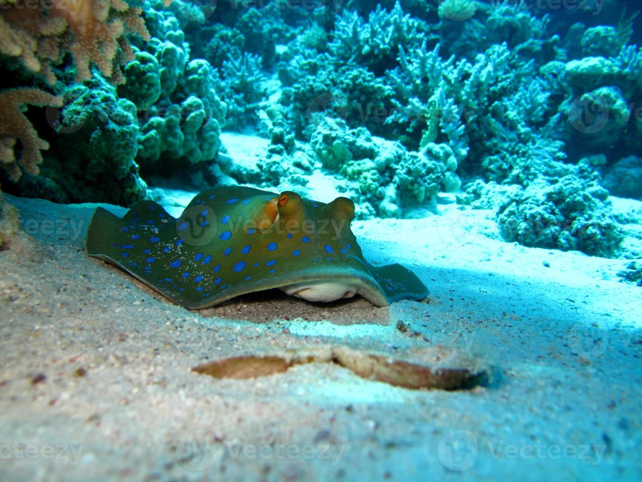 Amazing underwater world of the Red Sea photo