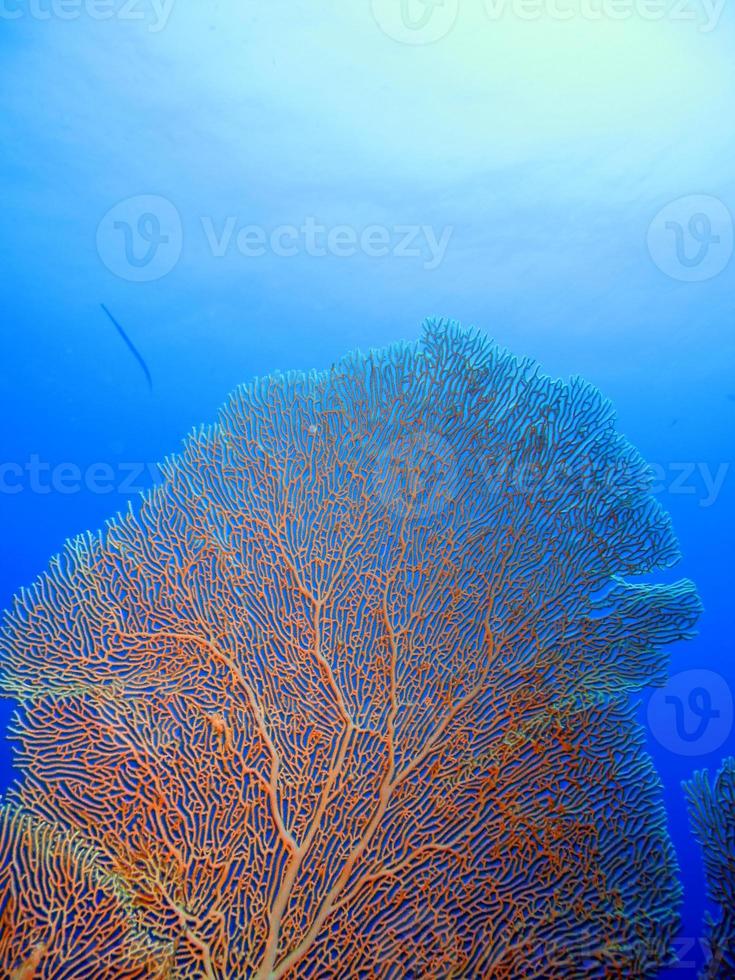 asombroso mundo submarino del mar rojo foto