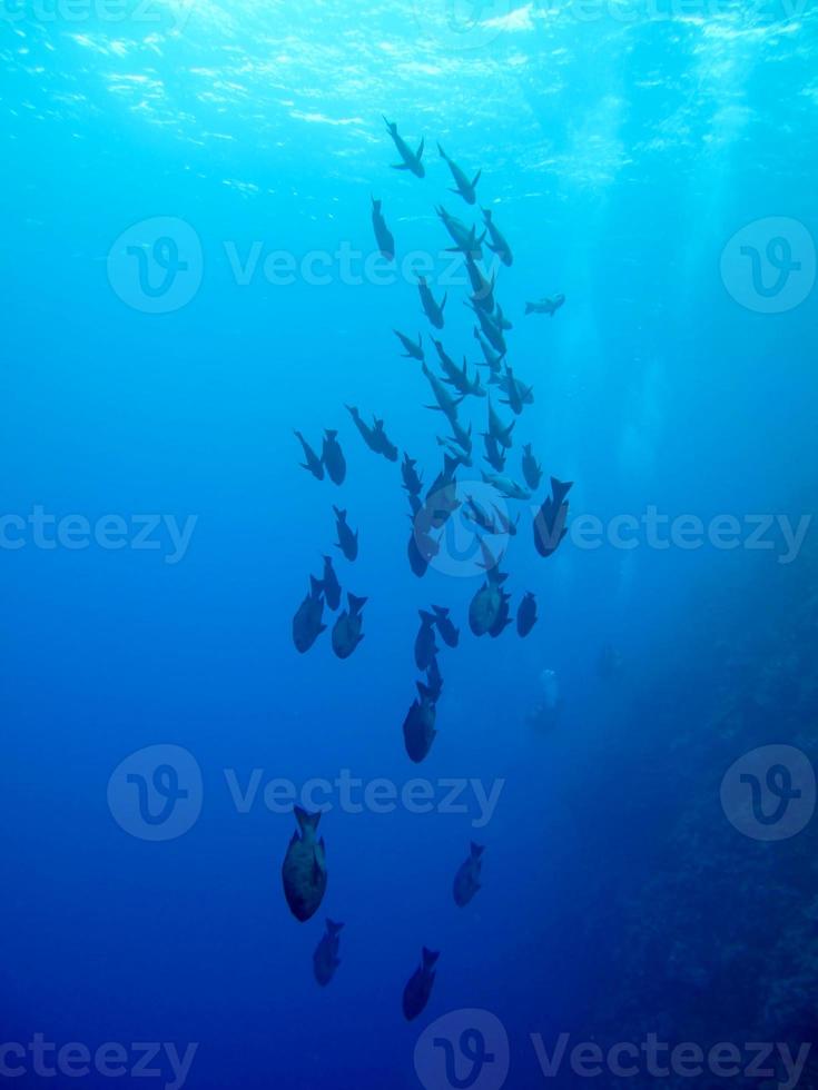 Amazing underwater world of the Red Sea photo