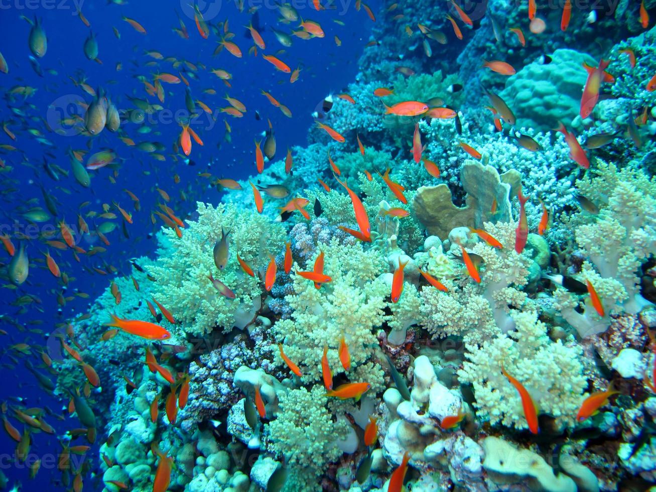 asombroso mundo submarino del mar rojo foto