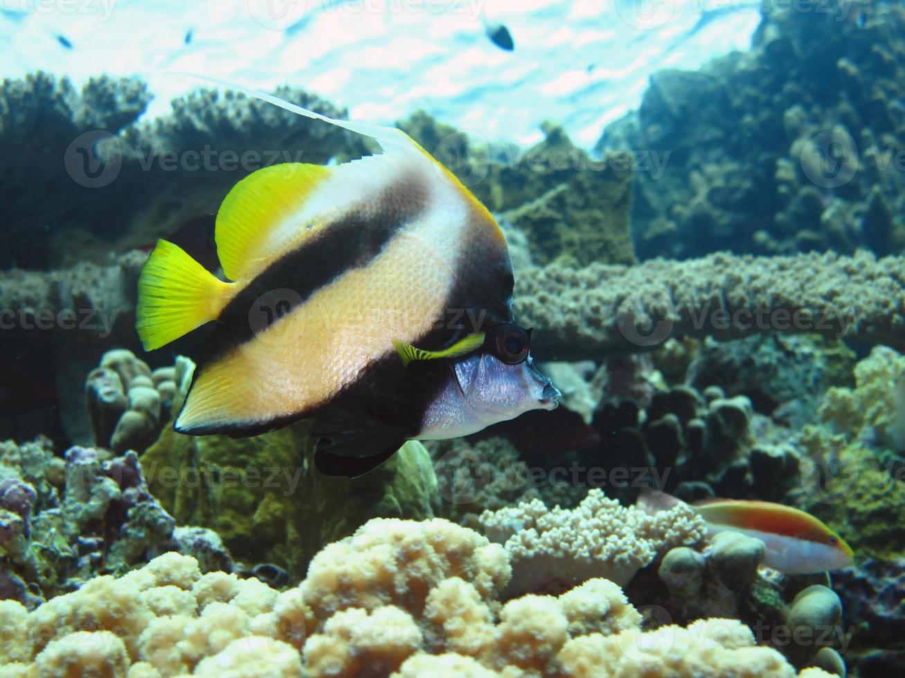 Amazing underwater world of the Red Sea photo