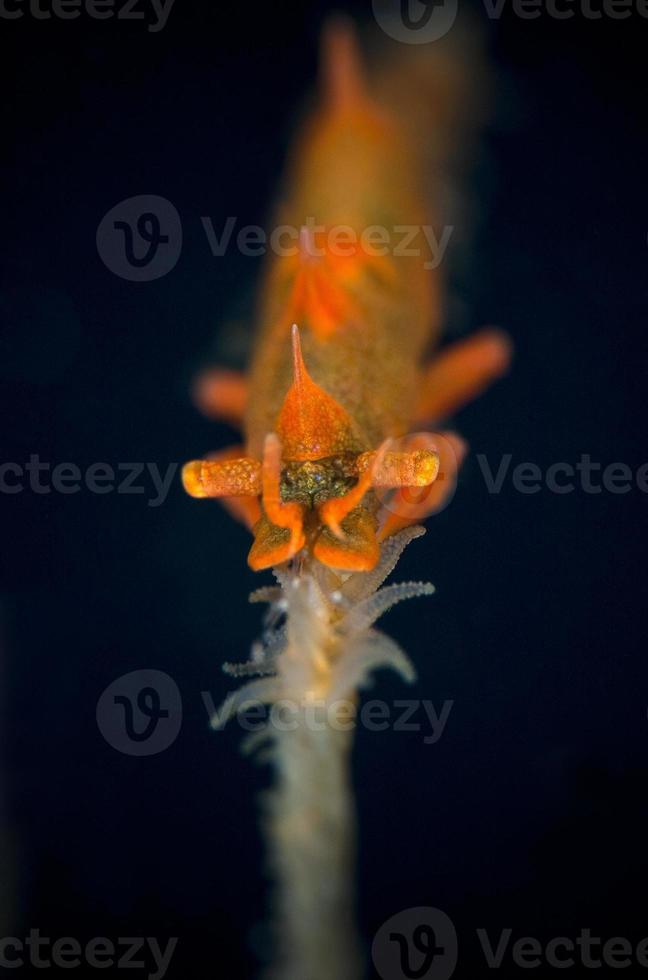 Dragon shrimp. Underwater macro world. photo