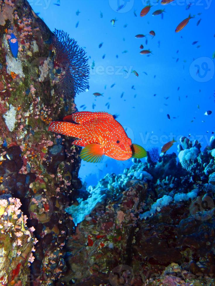 Amazing underwater world of the Red Sea photo