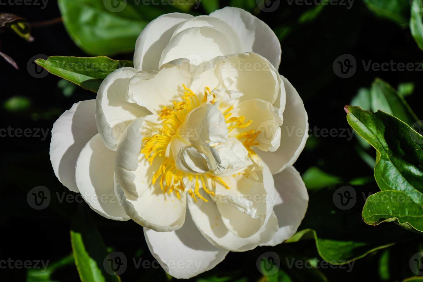 la leche blanca pentecostés rosa paeonia lactiflora foto