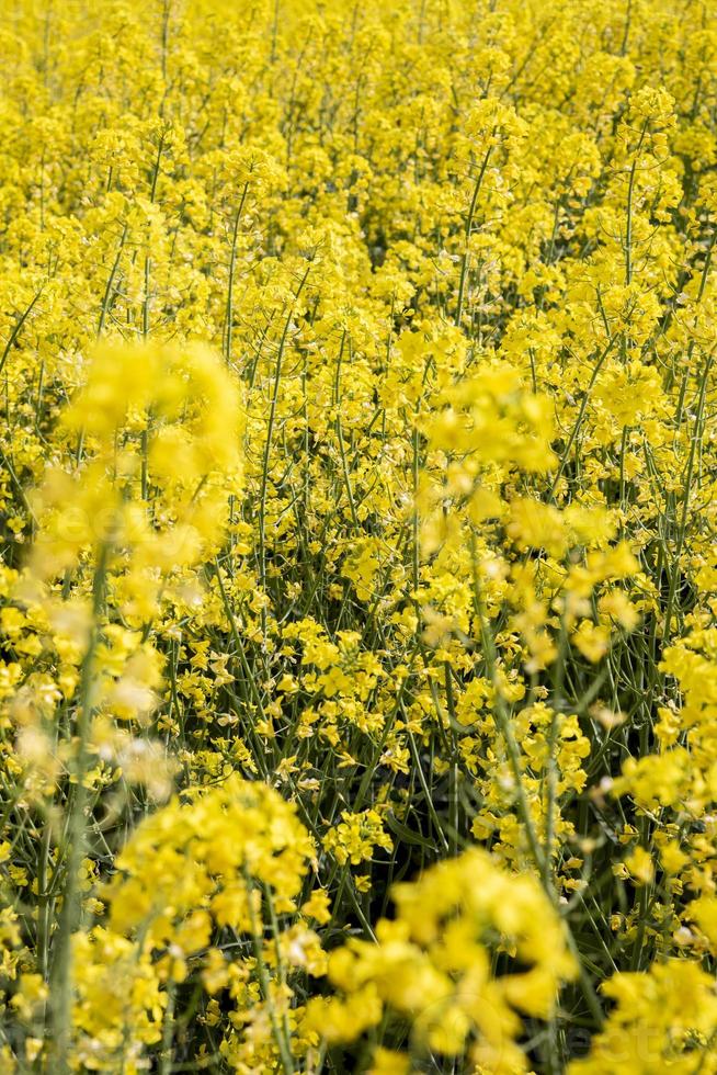 Campo amarillo de colza en flor en Bulgaria foto