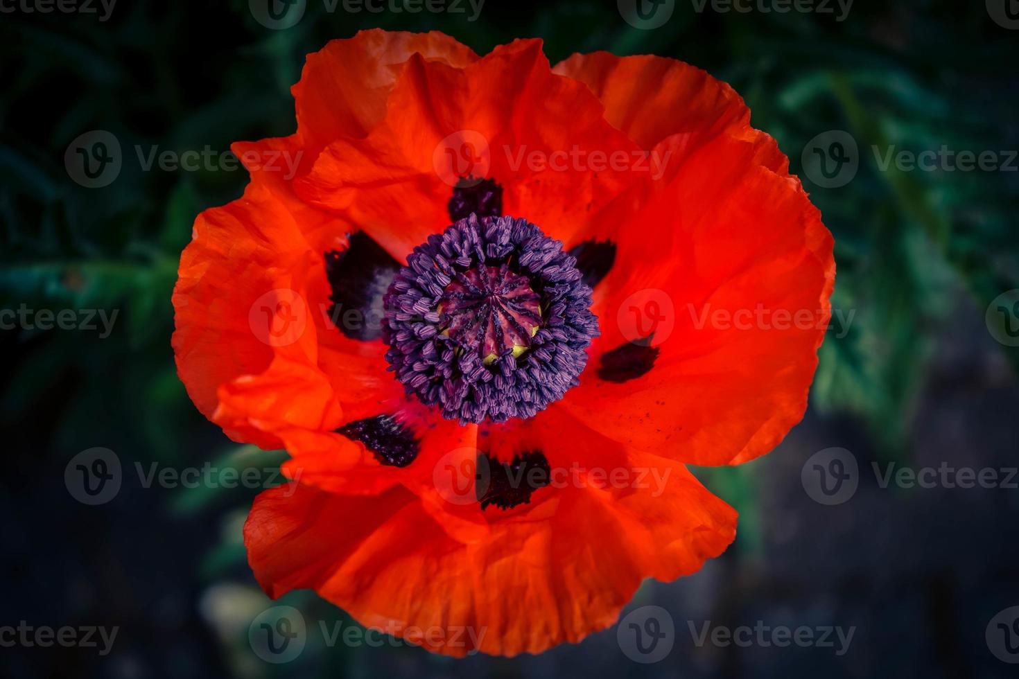 Leaves and pollen of the poppy flower photo