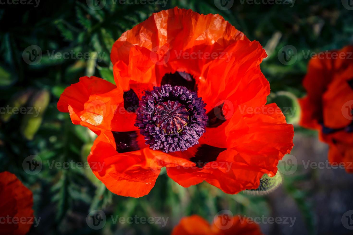 hojas y polen de la flor de amapola foto