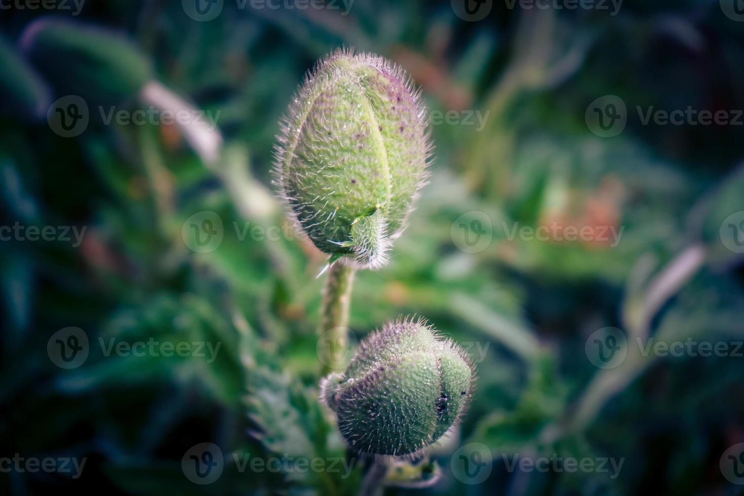 Leaves and pollen of the poppy flower photo