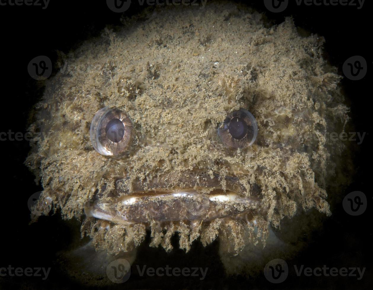 Banded Toadfish or Banded Frogfish. photo