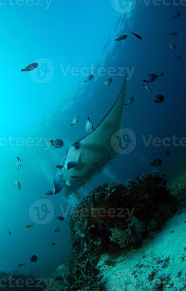 Manta Rays at the cleaning station photo