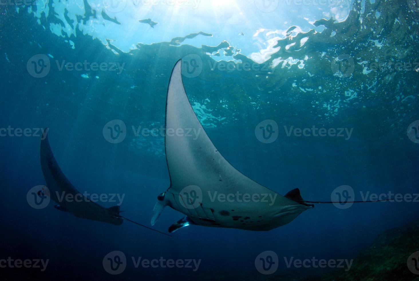 mantarrayas en la estación de limpieza foto