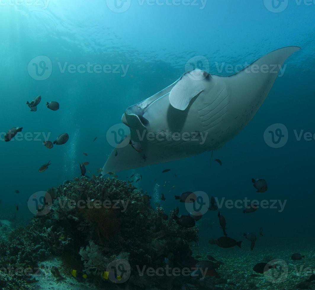 Manta Rays at the cleaning station photo