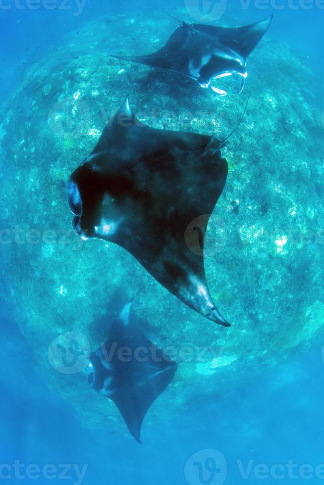 Manta Rays at the cleaning station photo