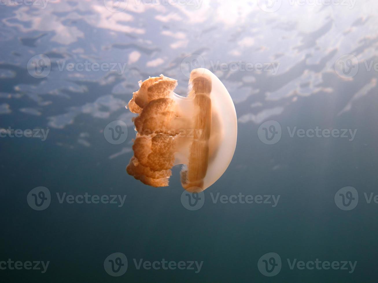 Jellyfish lake in Palau photo