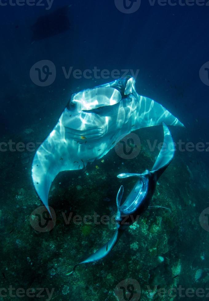 Manta Rays at the cleaning station photo