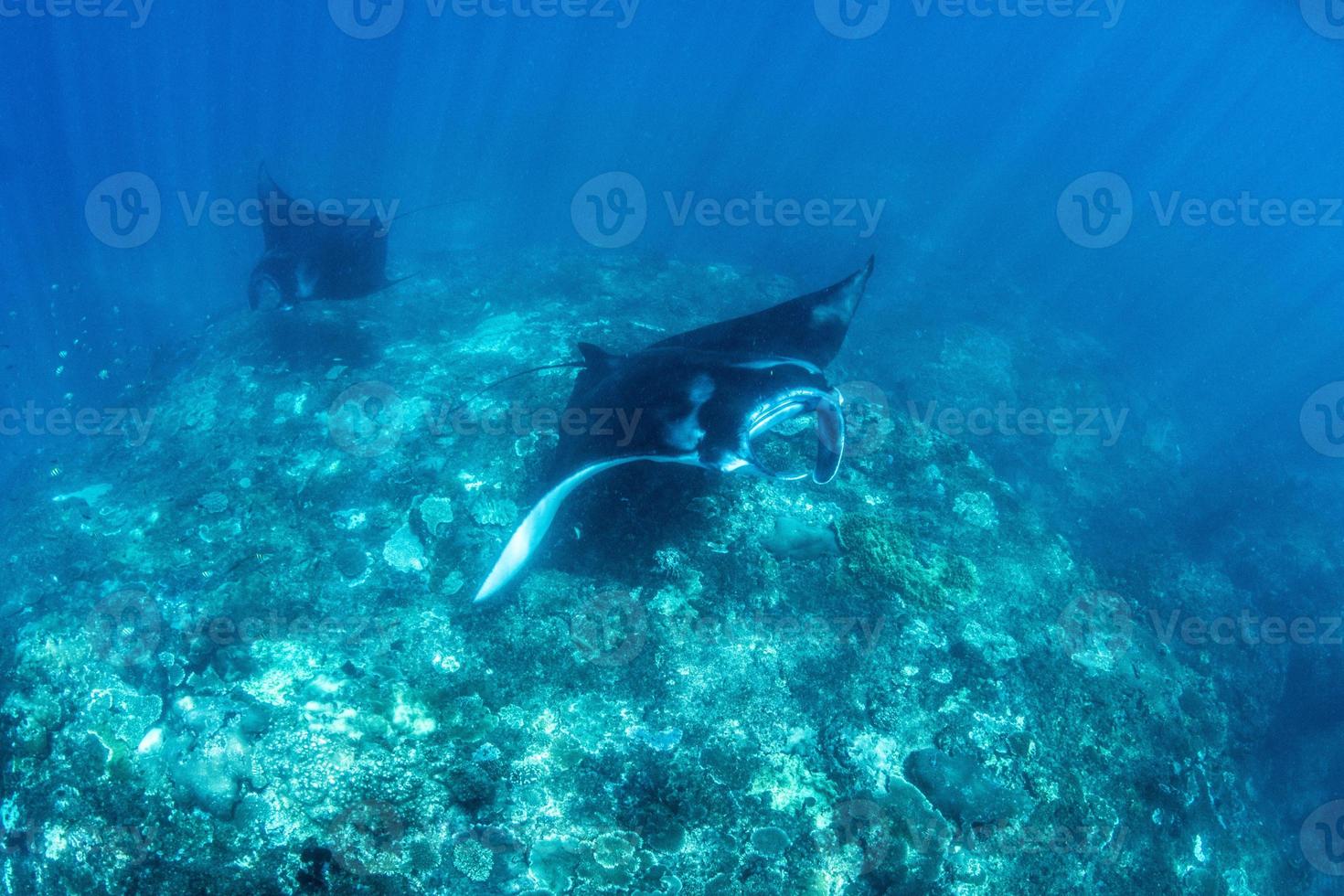 Manta Rays at the cleaning station photo