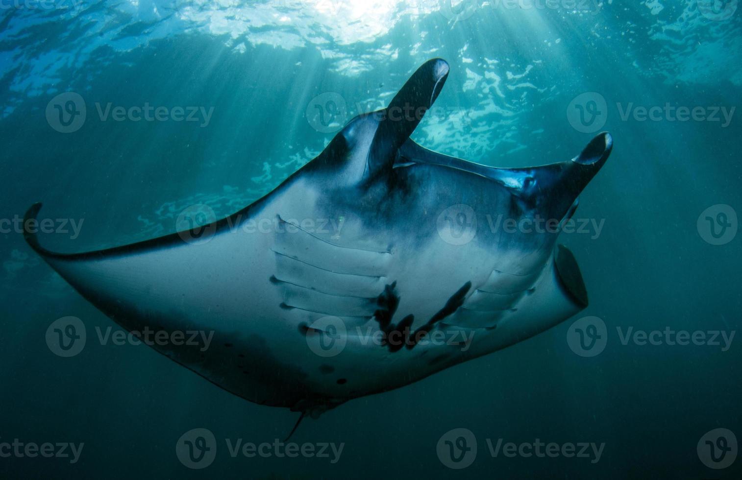 Manta Rays at the cleaning station photo