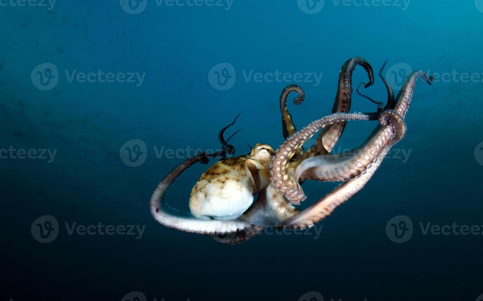 Giant Octopus in the open sea photo