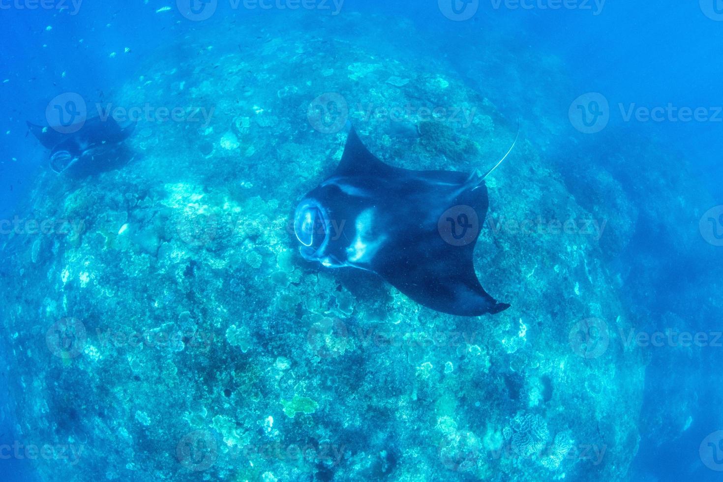 Manta Rays at the cleaning station photo