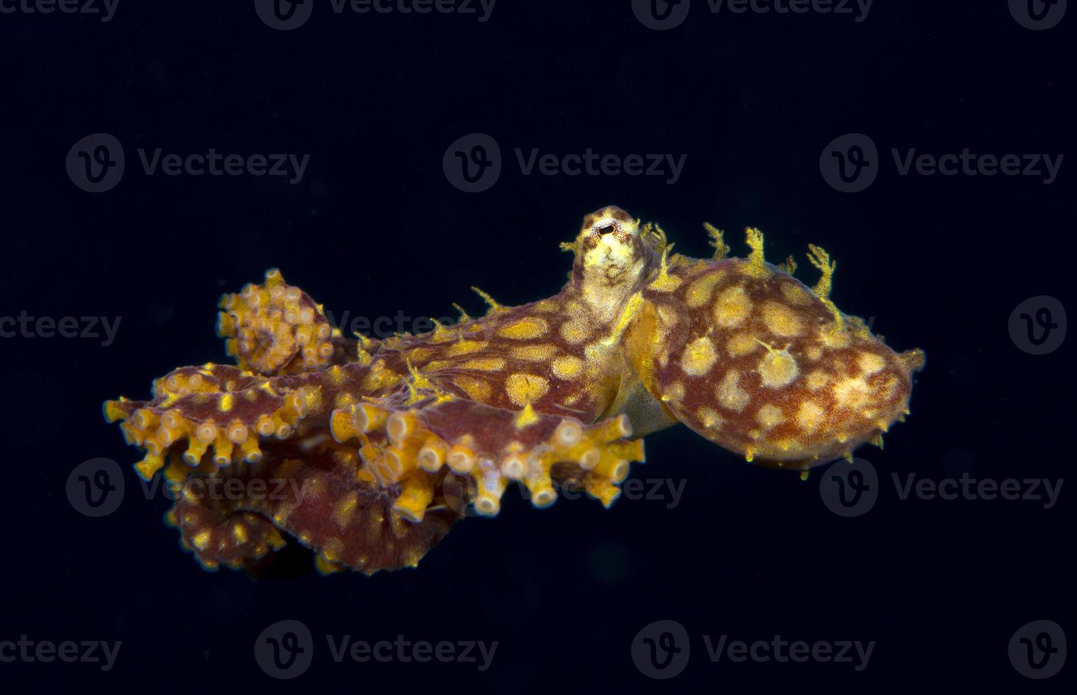 Rare mosaic octopus photo