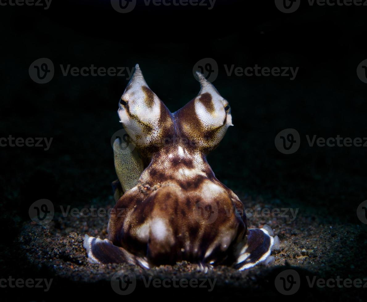 Mimic octopus on the seabed photo