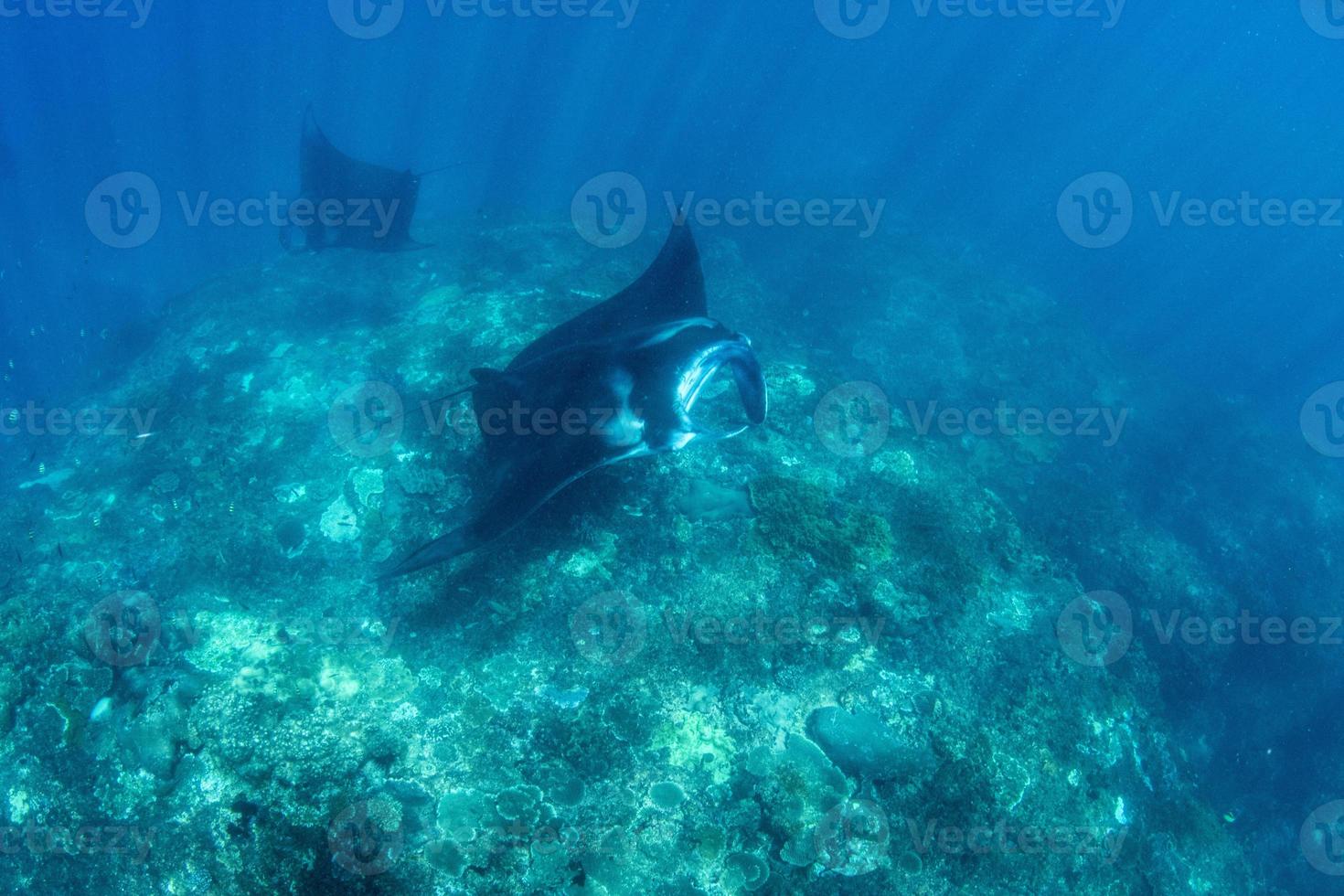 Manta Rays at the cleaning station photo
