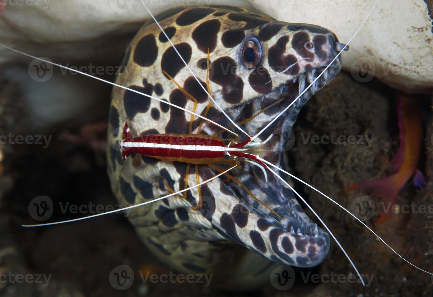 Moray Eel at the cleaning station photo