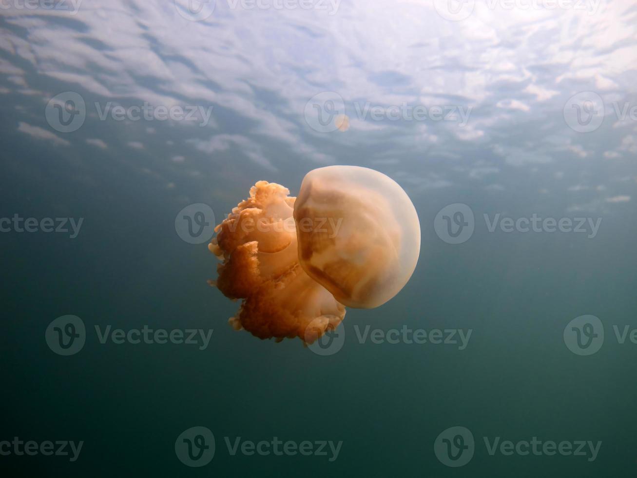 Jellyfish lake in Palau photo