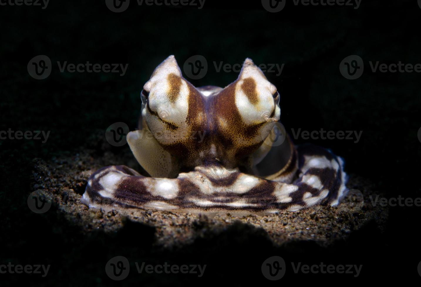 Mimic octopus on the seabed photo