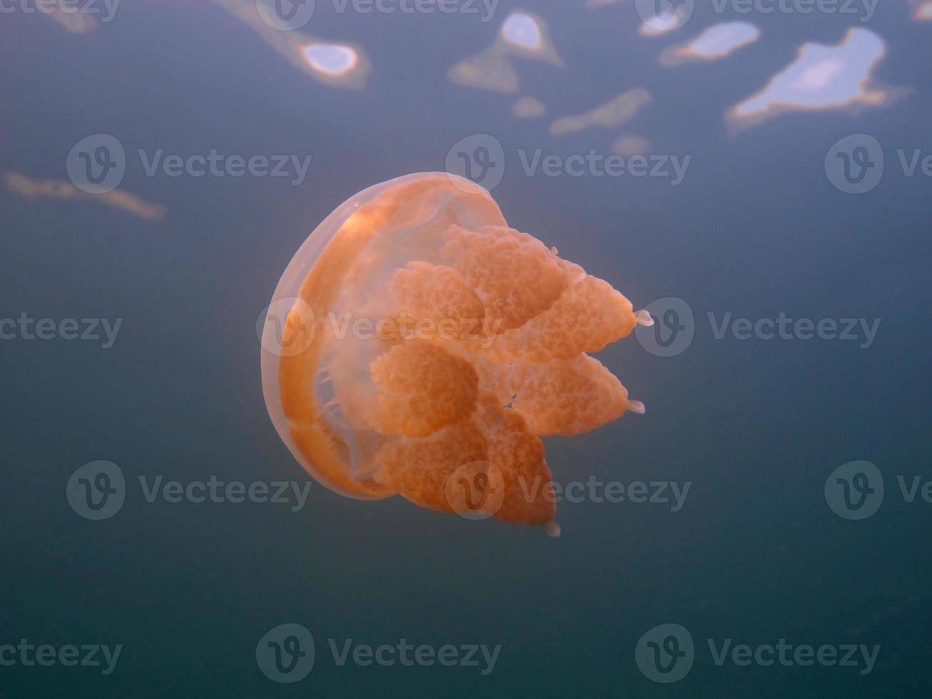 Jellyfish lake in Palau photo