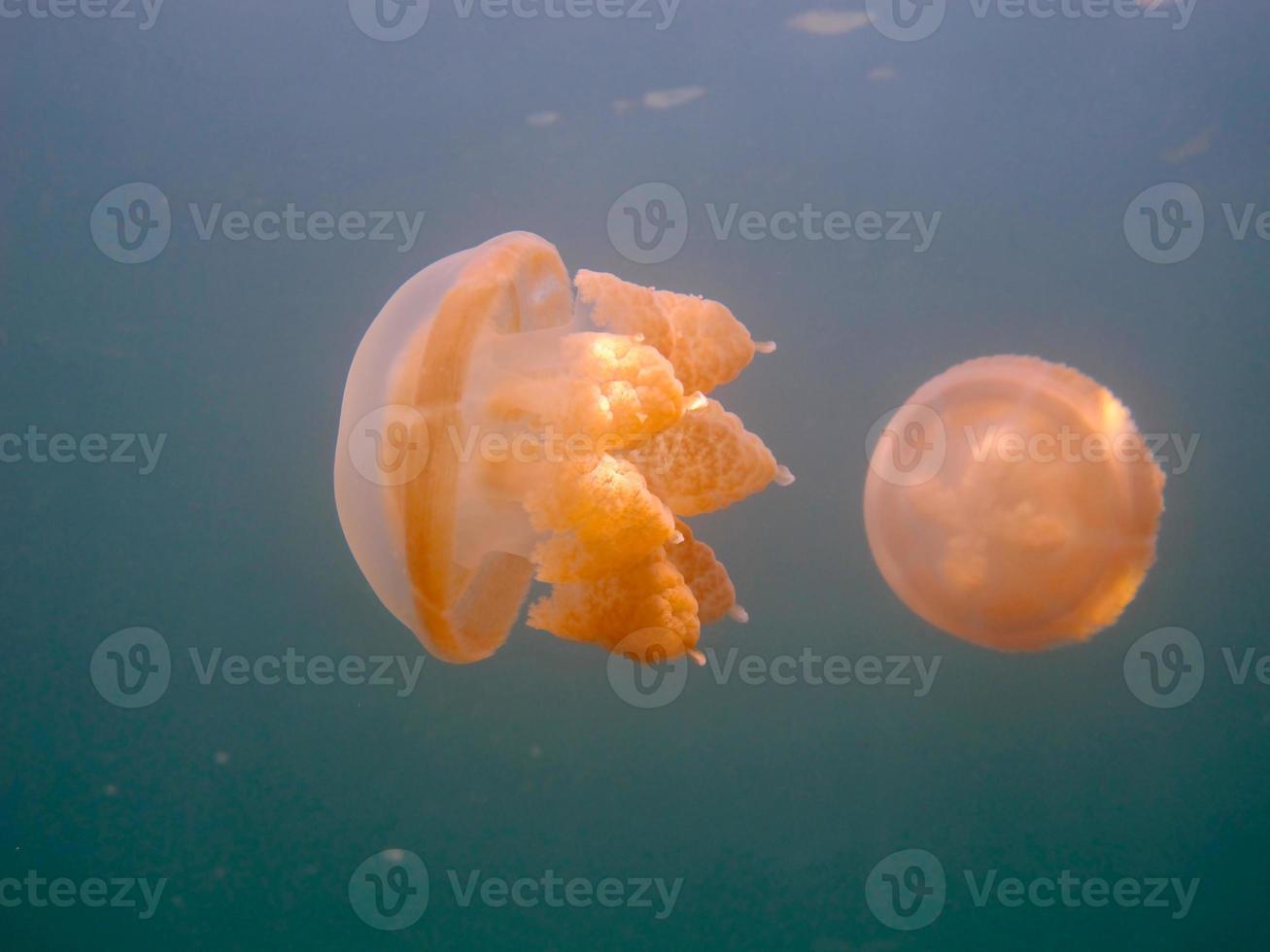 Jellyfish lake in Palau photo