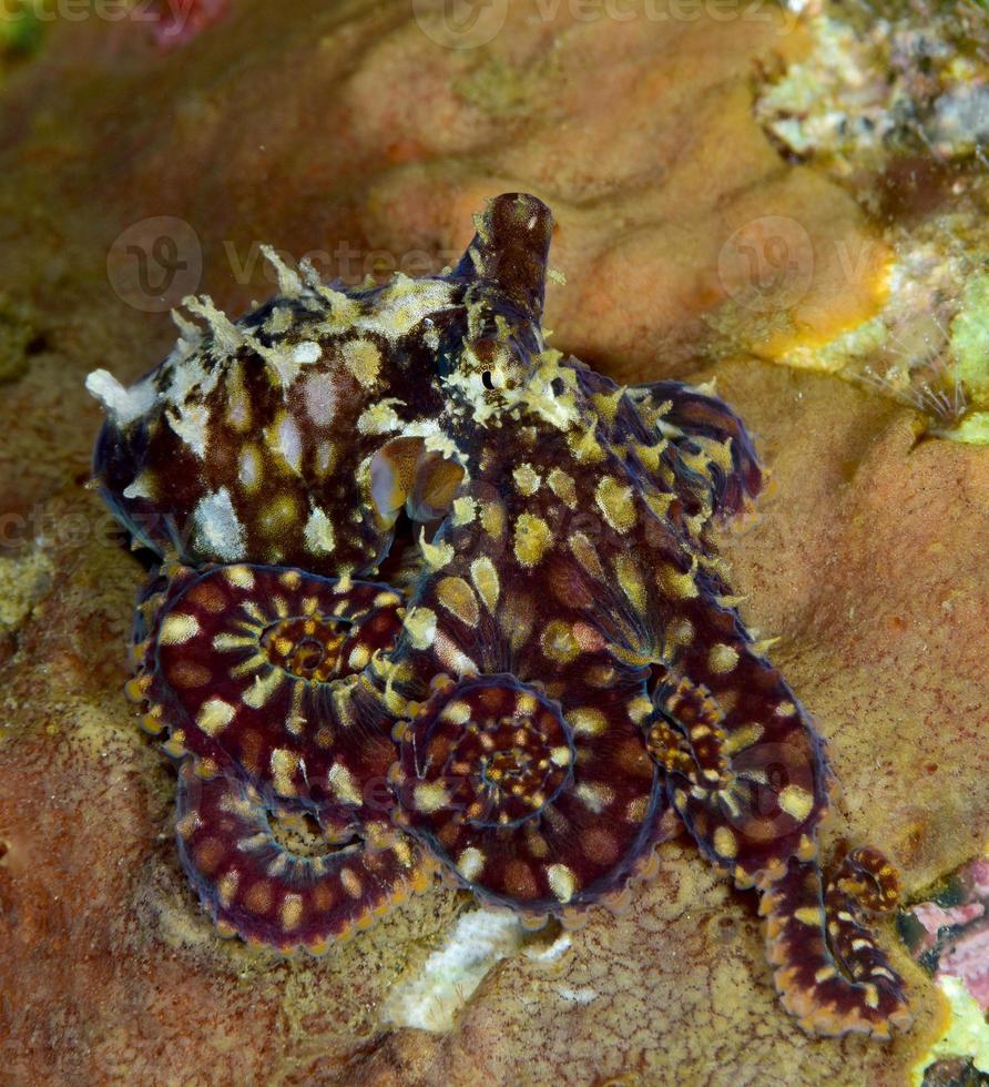 Rare mosaic octopus photo