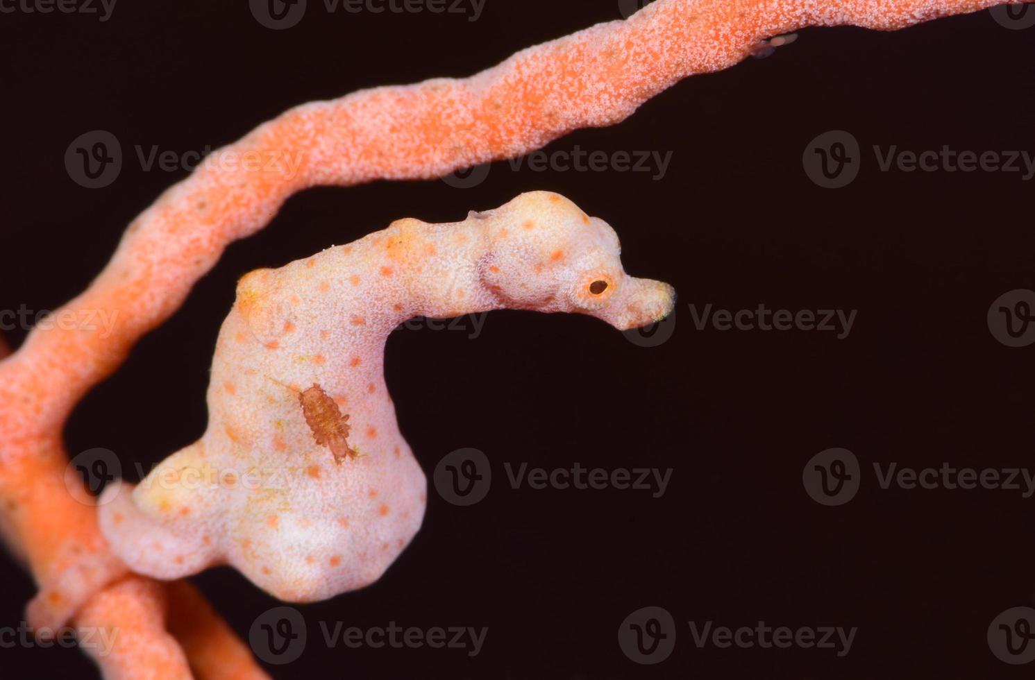 Denise pygmy seahorse underwater macro photo