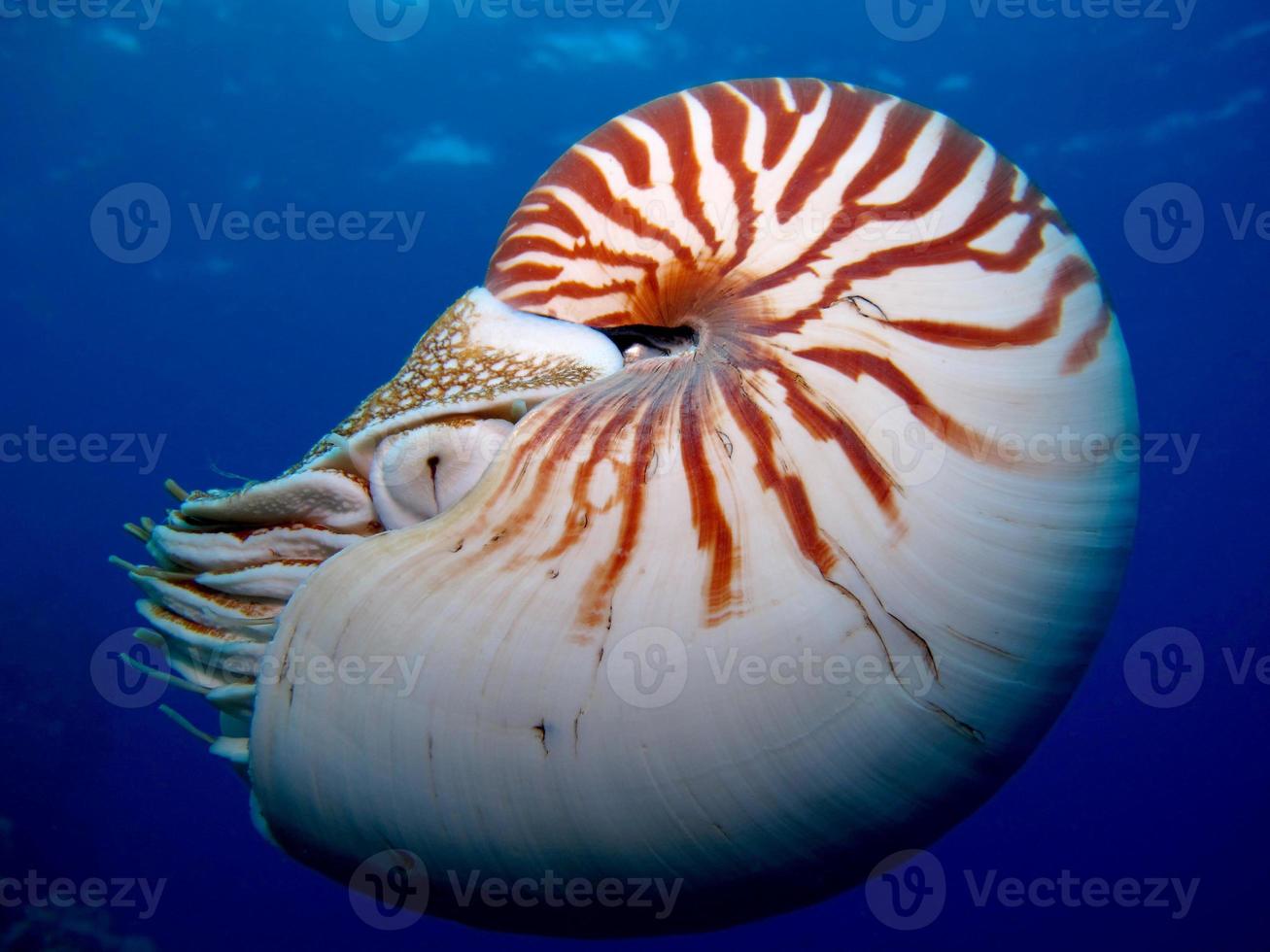 Nautilus in the open sea in Palau photo