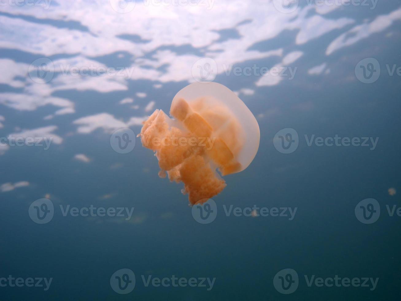 Jellyfish lake in Palau photo