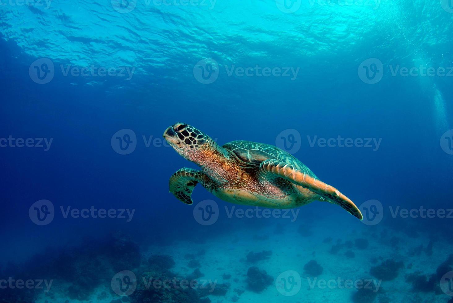 Green Sea Turtle near Apo island. photo